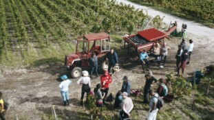 Le documentaire "Les raisins de la misère", sur Public Sénat