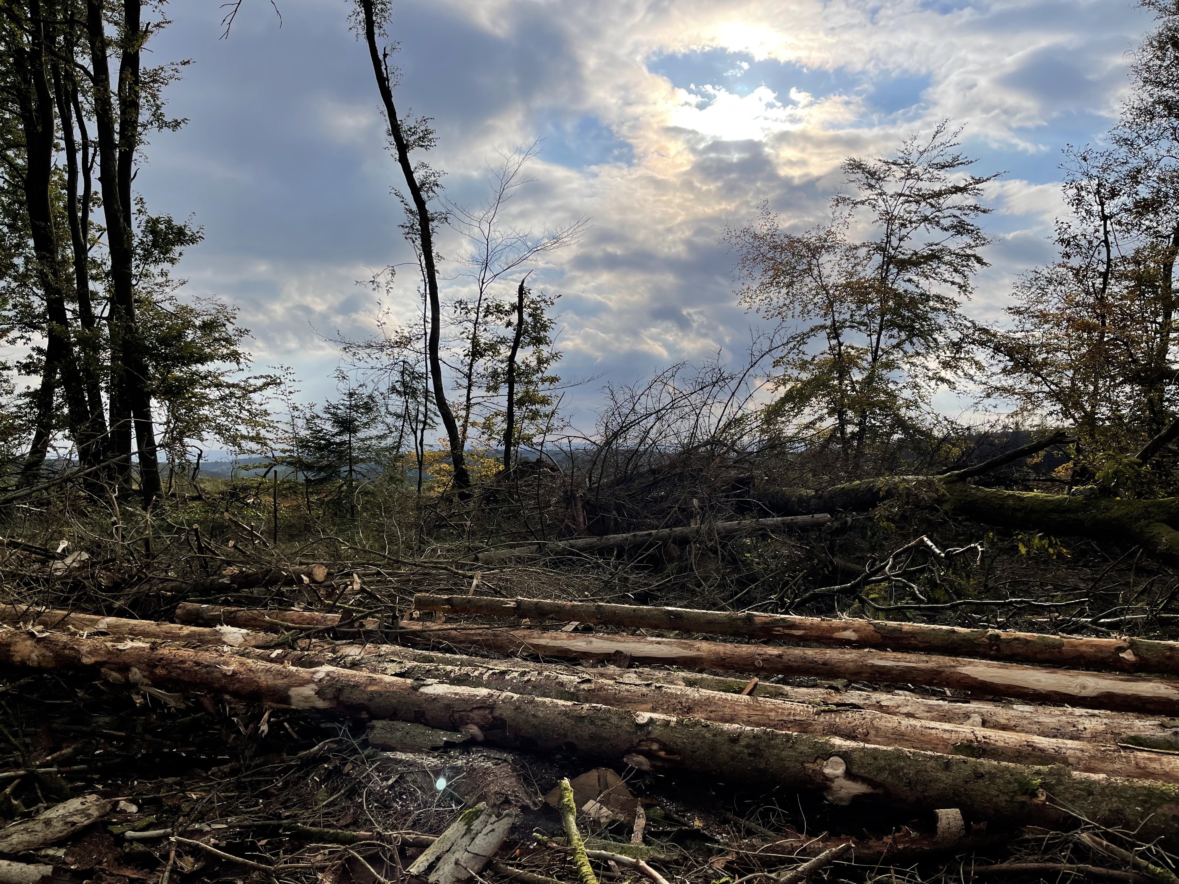 Forêts françaises en quête d'avenir (2).jpeg