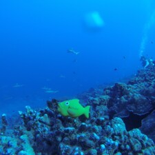 Image - Notre poisson fait de la plongée sous-marine - 2016 - Ikoula