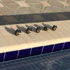 Image - Nos poissons à la piscine - 2016 - Ikoula