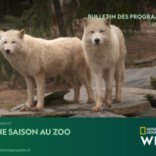 Bulletin National Geographic Wild Semaine 3.pdf
