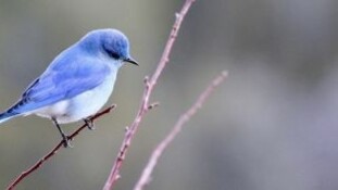 Le Top 30 des Directeurs de la communication sur Twitter