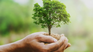 Banque Populaire du Sud : journée dédiée à l'environnement