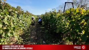 La Banque Populaire du Sud en immersion dans un domaine viticole