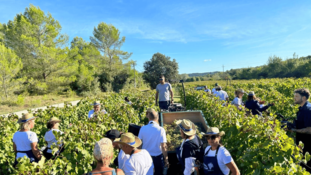 Vis ma vie de viticulteur, les conseillers de la Banque Populaire du Sud se plongent dans le métier de la vigne
