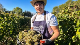 Banque Populaire du Sud : quand les collaborateurs de la filière se transforment en vendangeurs