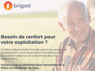 Brigad met en place une plateforme à disposition des agriculteurs qui ont besoin de personnel motivé pour travailler à leurs côtés dans les prochaines semaines