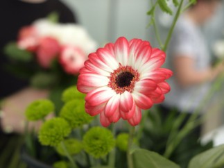 Le lycée horticole de Lyon-Pressin fait don de 700 plantes aux soignants des Hospices civils de Lyon