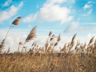 Allianz Seguros lanza su seguro de decesos