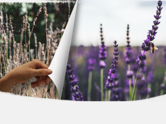 Natixis mobilise ses métiers en faveur de la biodiversité