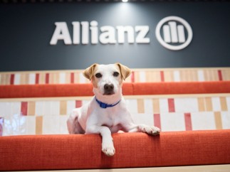 Pipper, el perro influencer, nuevo embajador de Allianz Seguros
