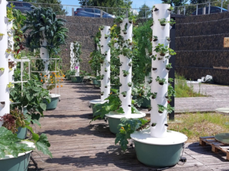 La Clinique Aguiléra et la Clinique Belharra lancent un projet innovant d’agriculture urbaine, en partenariat avec la start-up Les Fermes Ionaka