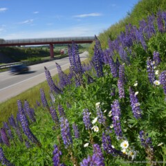 VINCI Highways - Germany - A9 Via Gateway Thuringen - Wildflowers.JPG