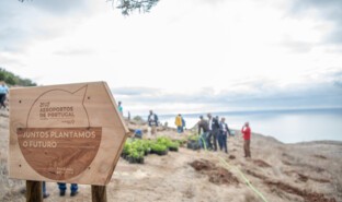 Reforestation, Porto Santo, Portugal