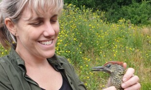 Rachel Bicker & Green Woodpecker.jpg