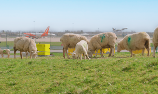 Gatwick Sheep.png