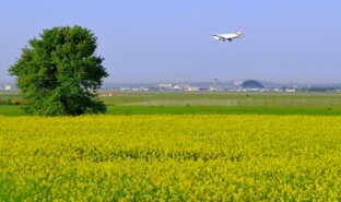 Champs de colza survolé par avion d'Air France.JPG