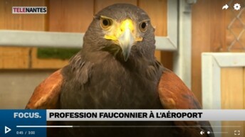 Rencontre avec les fauconniers de l'aéroport