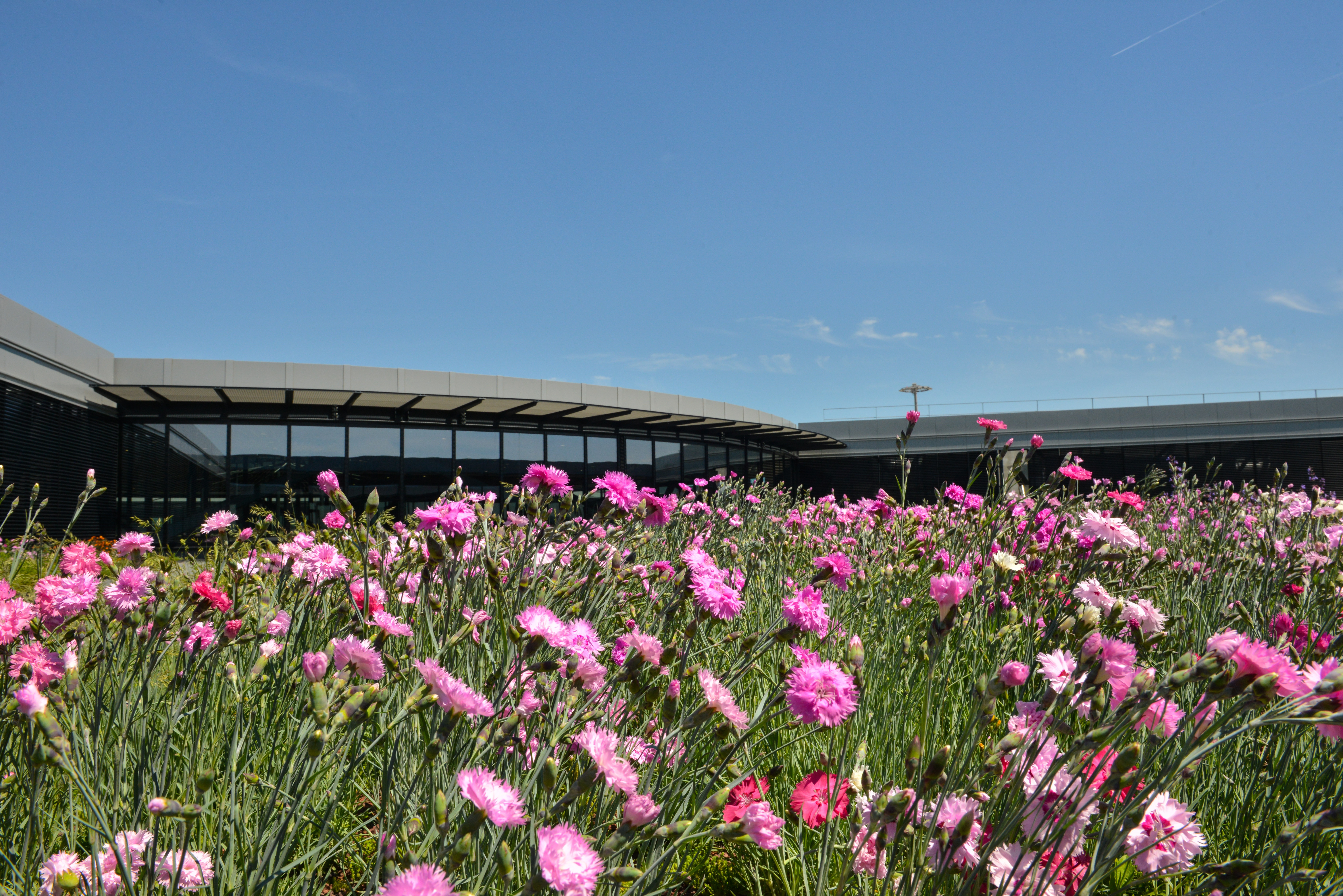 Aéroport de Lyon Nouveau Terminal 1 _ toits vegetalise.jpg