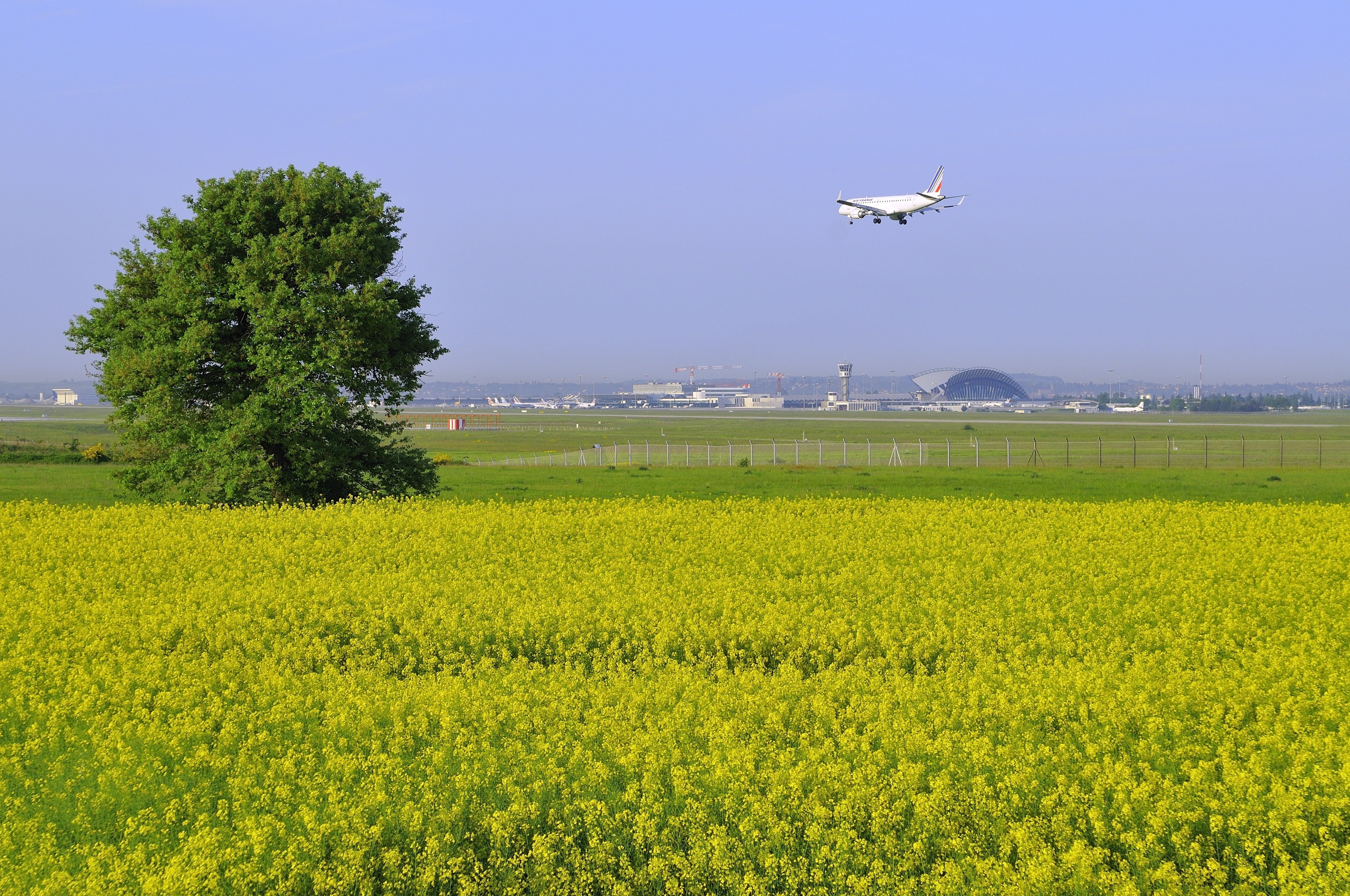 Champs_de_colza_survolé_par_avion_d'Air_France-min.JPG
