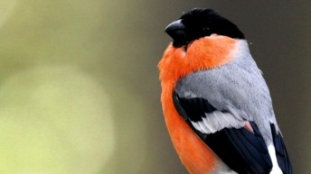 Futur aéroport du Grand Ouest - Signature des arrêtés préfectoraux sur l’eau et la biodiversité