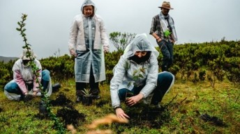 El Páramo de Sumapaz recibe una nueva apuesta por su restauración: Ministerio de Transporte, ANI, CCI y Vía Sumapaz lideran siembra simbólica de frailejones