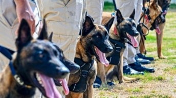 AERODOM entrega 18 perros K9 al CESAC para fortalecer la seguridad aeroportuaria