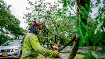 Vía Sumapaz realizará intervención preventiva de árboles en el corredor Bogotá–Girardot para proteger la seguridad vial