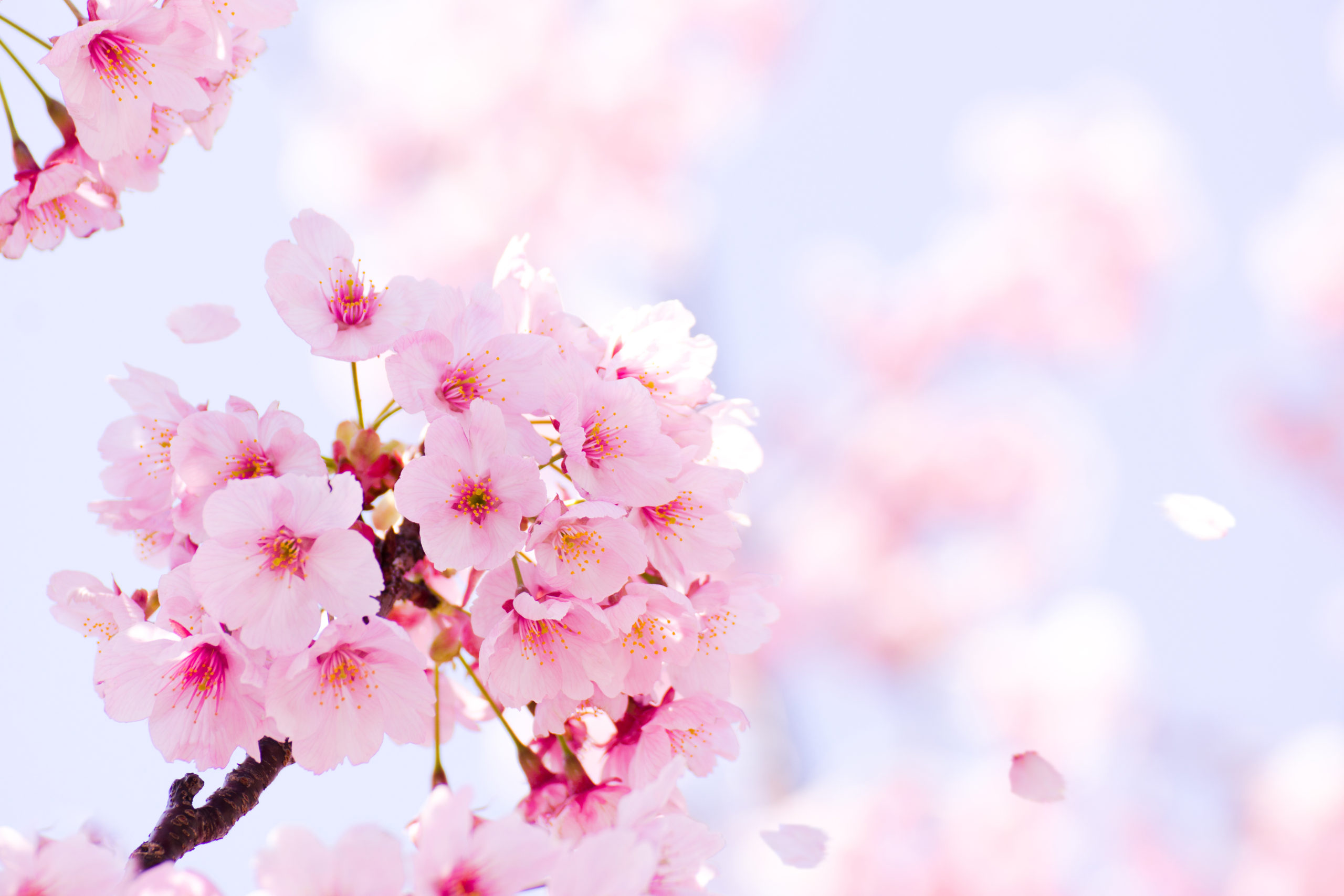 今年も気になる桜前線!関東地方はいつ頃に?