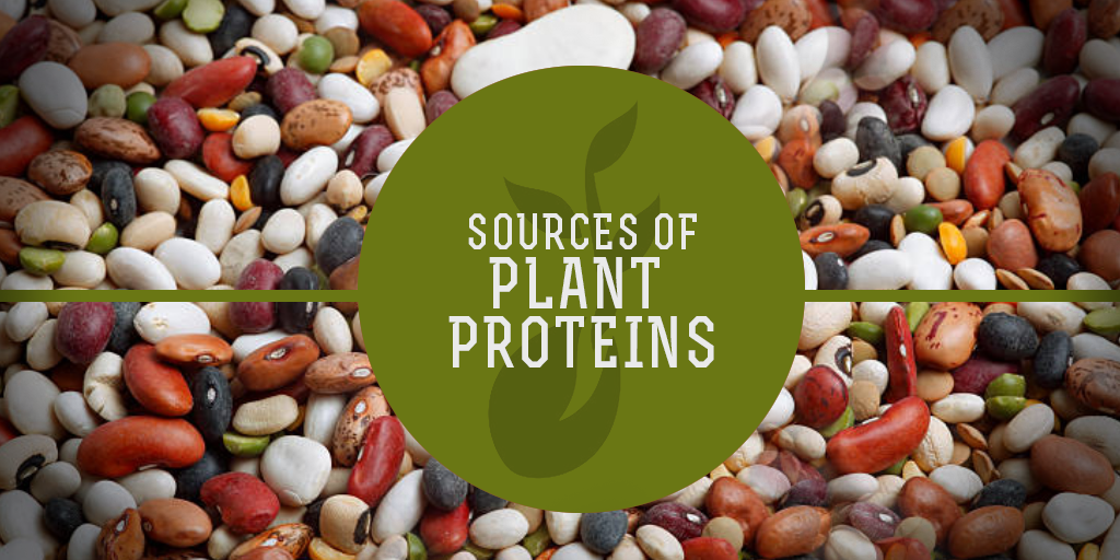 Sources of Plant Proteins, Buy Medicine Online, Online Pharmacy Noida, Online Medicines, Buy Medicine Online Noida, Nearby Pharmacy, Purchase Medicine Online, GoMedii