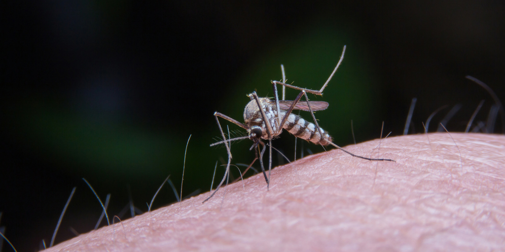After Nipah, Dengue Outbreak in Kerala, Buy Medicine Online, Online Pharmacy Noida, Online Medicines, Buy Medicine Online Noida, Nearby Pharmacy, Purchase Medicine Online, GoMedii, Nearby Chemist, Medical Store Near Me, Cheap Medicine Online