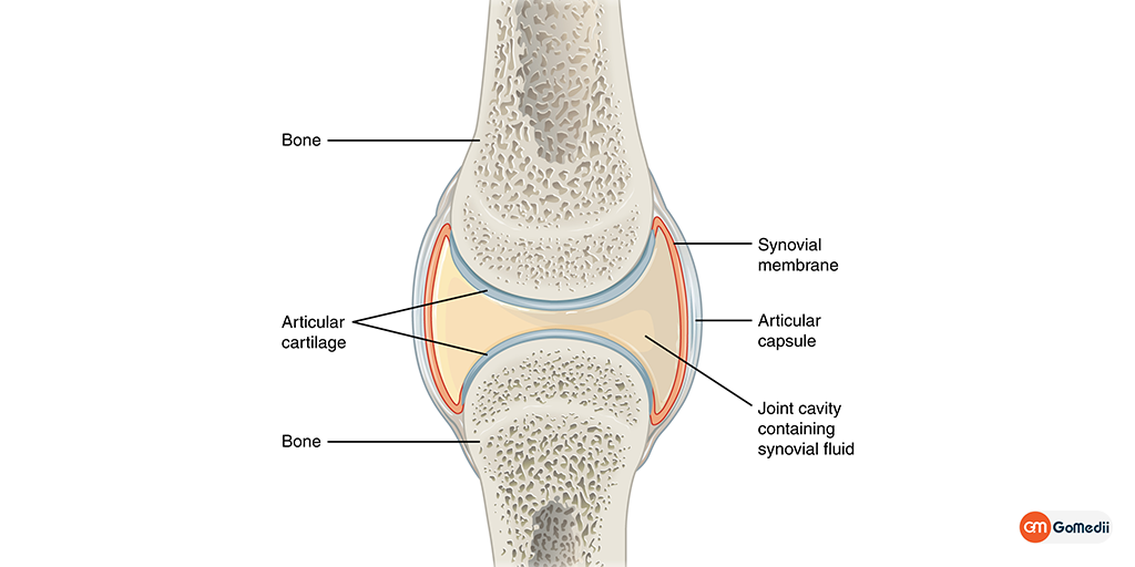 Synovial Membrane: Structure, Functions, and Pathology, Buy Medicine Online, Online Pharmacy Noida, Online Medicines, Buy Medicine Online Noida, Nearby Pharmacy, Purchase Medicine Online, GoMedii, Nearby Chemist, Medical Store Near Me, Cheap Medicine Online