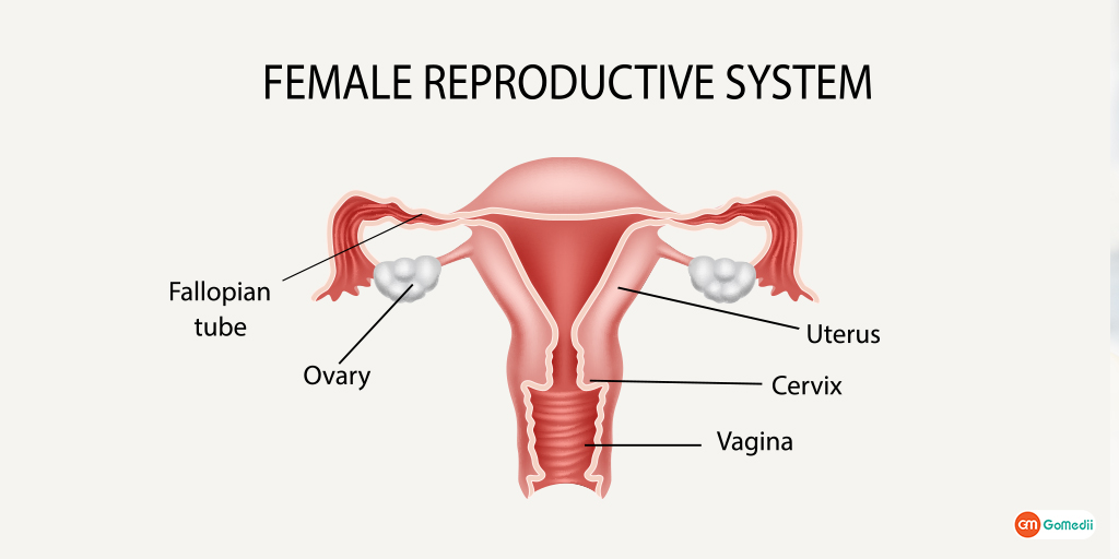 Know About Female Reproductive System How Gynecologist Can Help