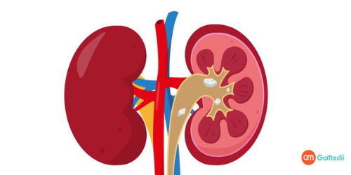 Kidney
