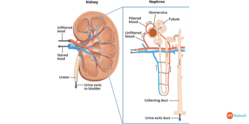 Nephrotic Syndrome Treatment In India, Symptoms Of Nephrotic Syndrome Symptoms, Nephrotic Syndrome Treatment In India, Nephrotic Syndrome Treatment In Delhi, Nephrotic Syndrome In Children, Hospitals For Nephrotic Syndrome Treatment In India, Nephrotic Syndrome, Treatment Of Nephrotic Syndrome Nephrotic Syndrome Treatment In India, Symptoms Of Nephrotic Syndrome Symptoms, Nephrotic Syndrome Treatment In India, Nephrotic Syndrome Treatment In Delhi, Nephrotic Syndrome In Children, Hospitals For Nephrotic Syndrome Treatment In India, Nephrotic Syndrome, Treatment Of Nephrotic Syndrome
