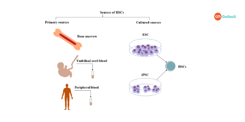 Hematopoietic Stem Cell Transplantation In India, hematopoietic stem cell transplantation, Hospitals for Hematopoietic stem transplantation in India, Cost for Hematopoietic stem cell transplantation in India