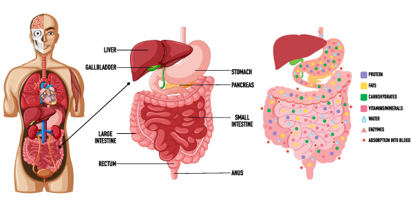 Liver Transplant Cost In India, Functions Of the Liver, Types Of Liver Transplants,  Advantages Of A Liver Transplant, Hospitals for Liver Transplant in India, Risks Associated With Liver Transplant Treatment, Success Rate Of Liver Transplants In India, Questions About Liver Transplants In India