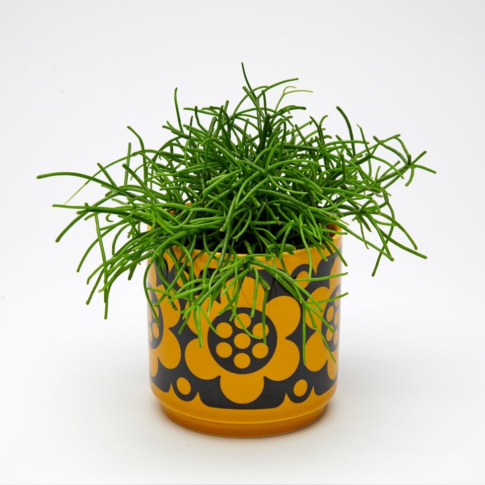 Yellow Flower Plant Pot - Magpie X Hornsea image 1