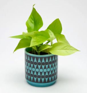 Blue Backgammon Plant Pot - Magpie X Hornsea image 1