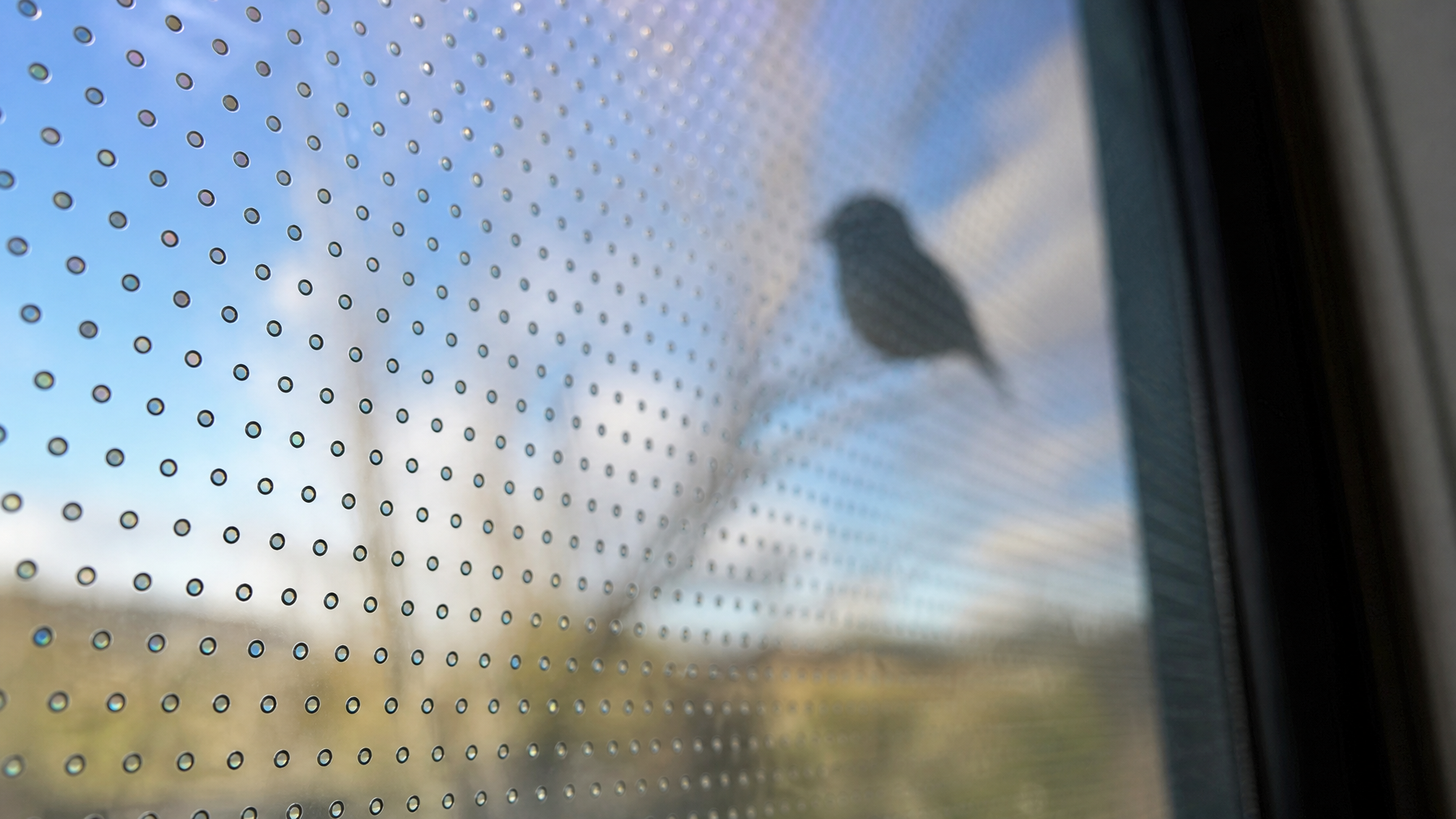 Close-up macro detail of bird-safe window film UV dot pattern on glass with bird silhouette visible outside