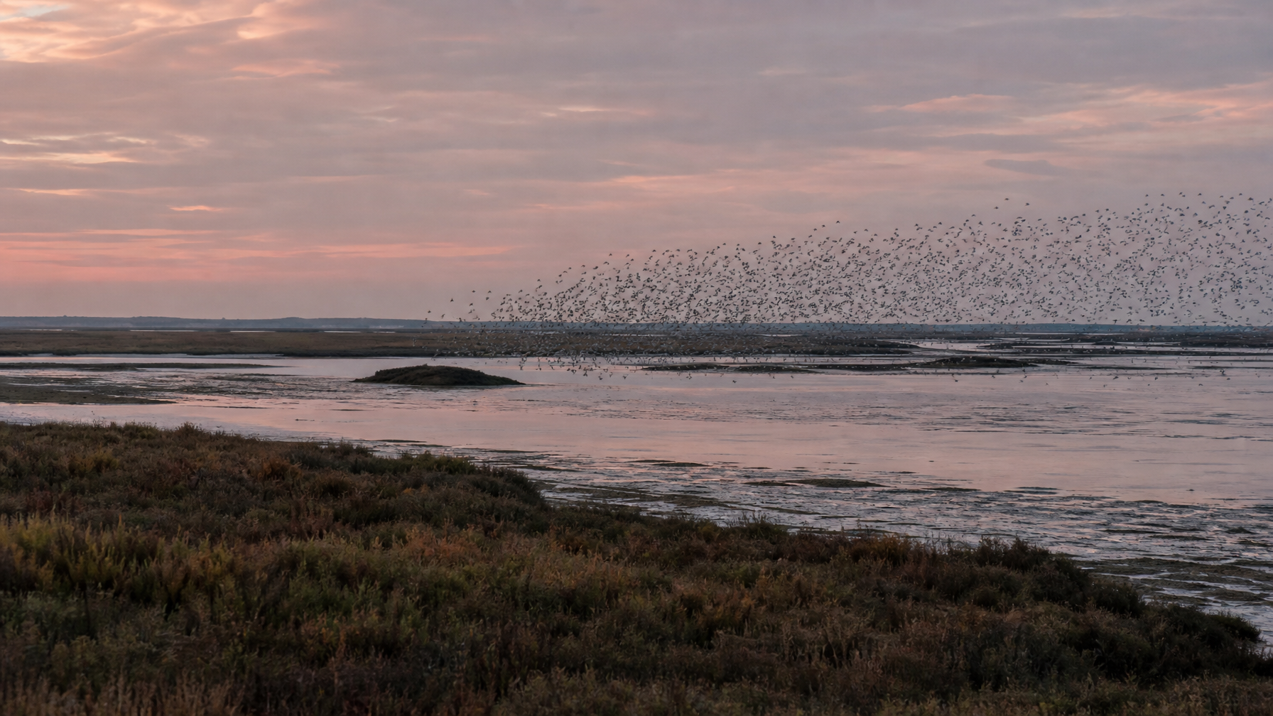 Wading birds rising over Wash mudflats and lagoons at dawn, North Norfolk wildlife, UK