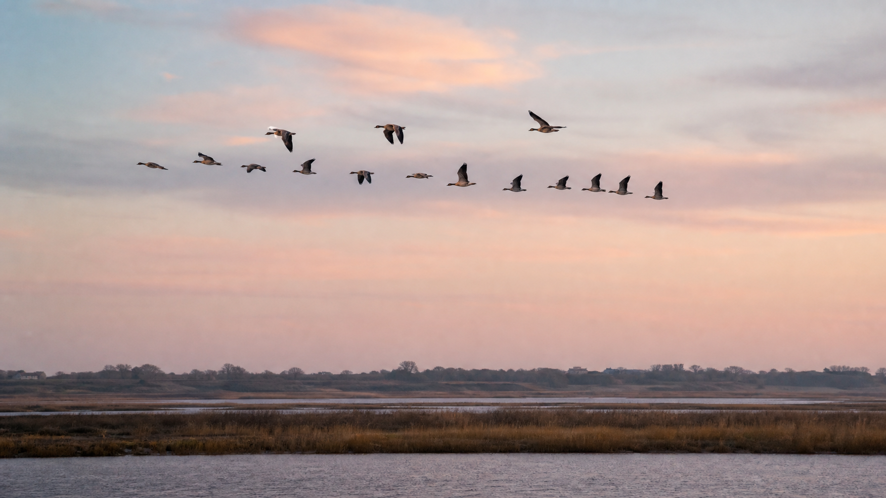 Pink-footed geese skeins at dawn over North Norfolk marshland, UK birdwatching