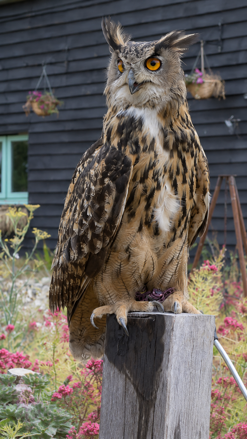 Eurasian eagle owl with bright orange eyes perched on a wooden post in front of a black timber barn with hanging flower baskets, North Norfolk, UK