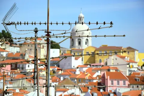 Portugal lanza 6 satélites al espacio a bordo del Falcon 9 de SpaceX