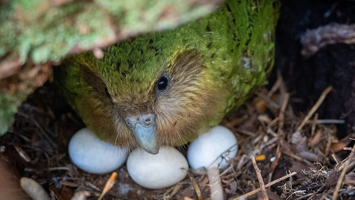 Salvando al Kakapo: una especie emblemática de Nueva Zelanda