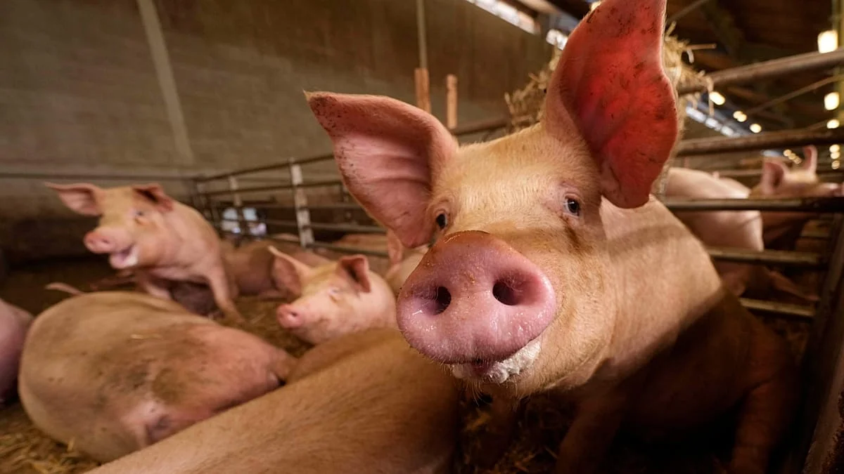 Detectado un caso humano de gripe porcina en Lérida