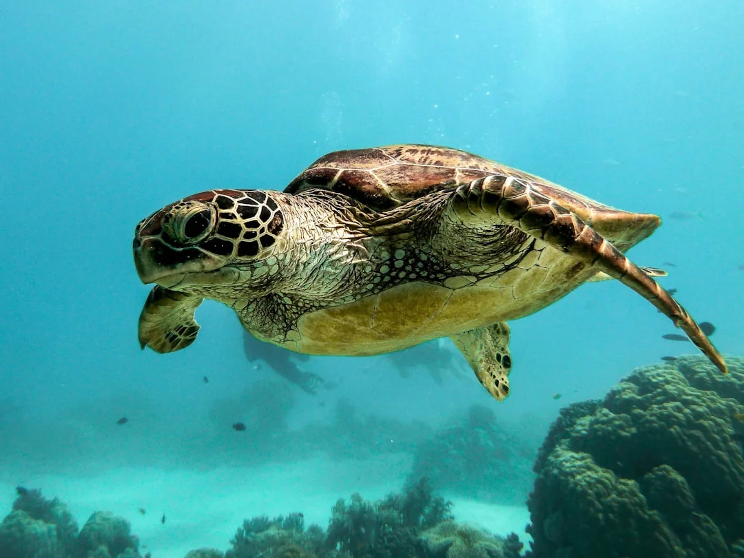 La conservación de las tortugas de Gabón en peligro por falta de financiación
