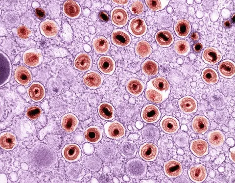 La IA y la Simulación de Células Humanas: El Biohub de Zuckerberg