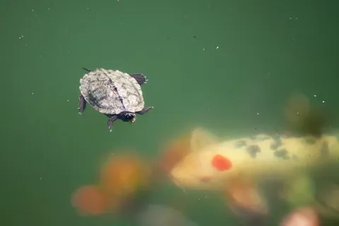 Jane Asher: La nadadora de 95 años que sigue rompiendo récords