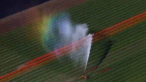 El Impacto de los Pesticidas en los Campos Europeos